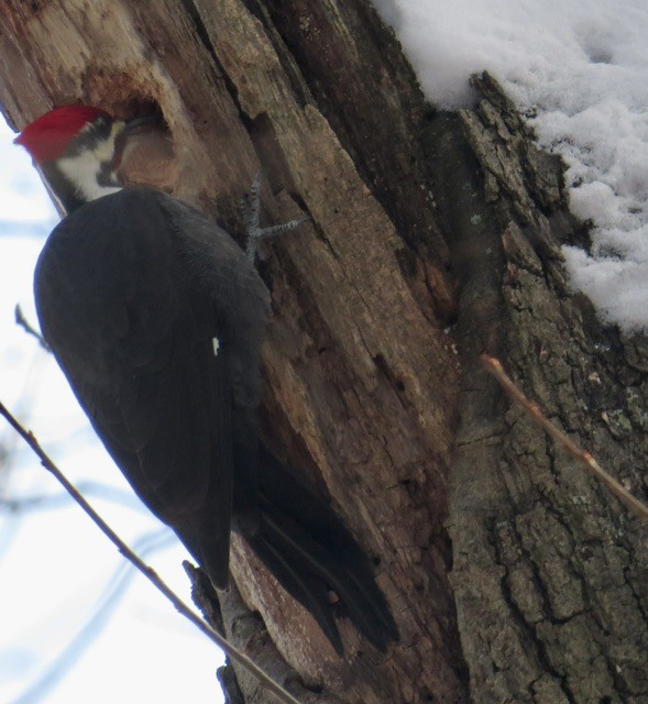 Pileated Woodpecker - ML646385460