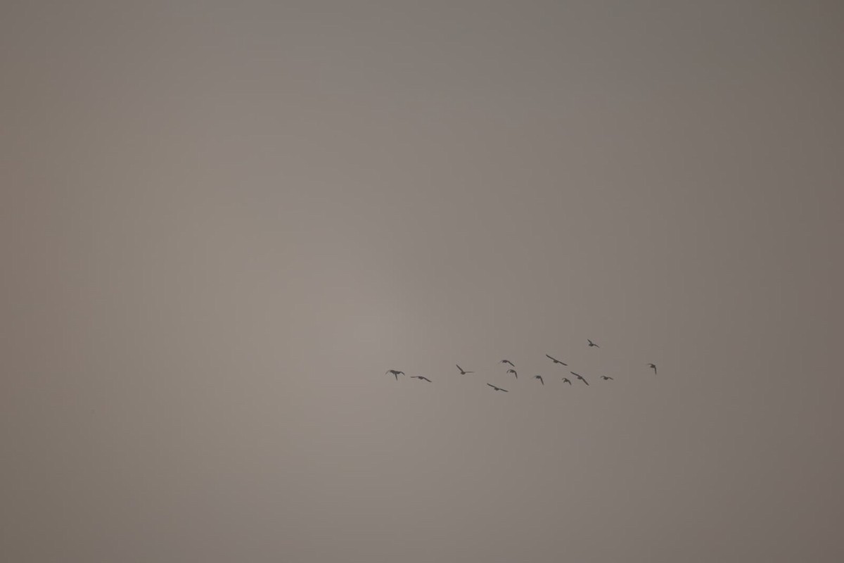 鴨亞科(鴨類) - ML646385461