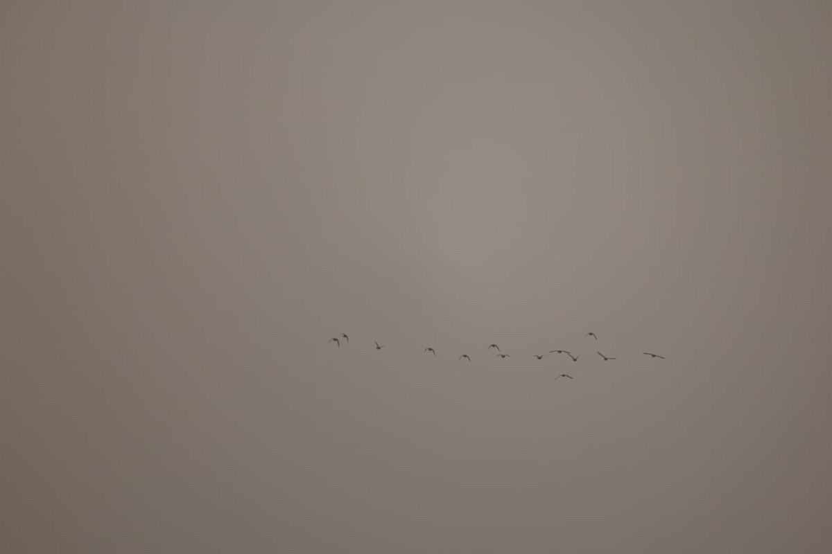 鴨亞科(鴨類) - ML646385463