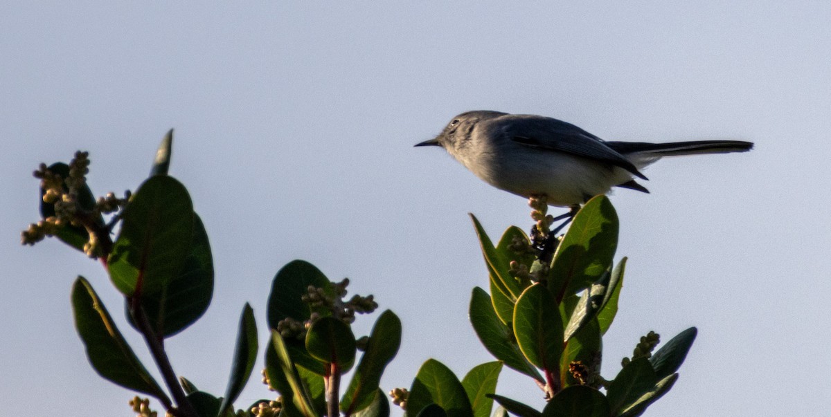 Blue-gray Gnatcatcher - ML646385464