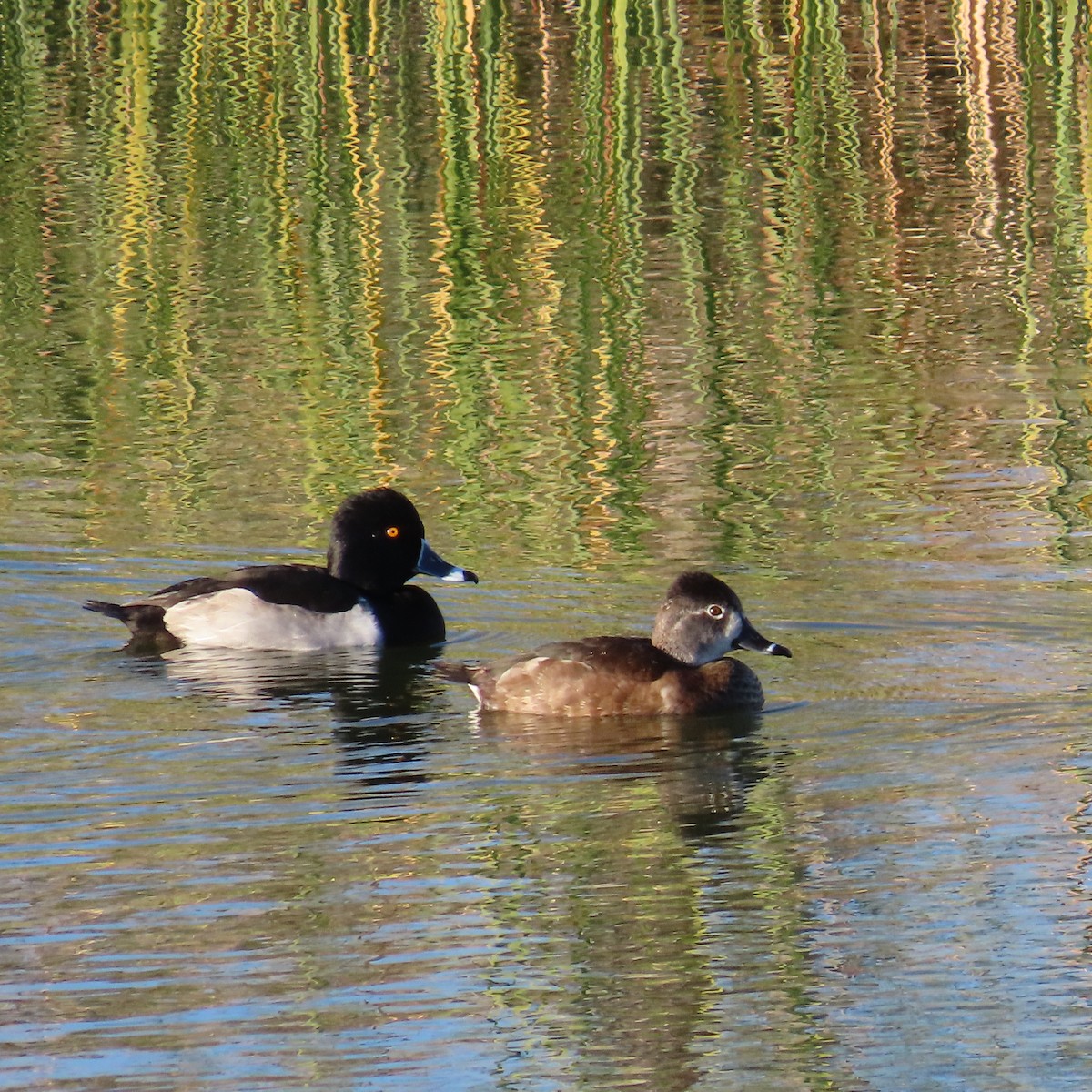 Porrón Acollarado - ML646385465