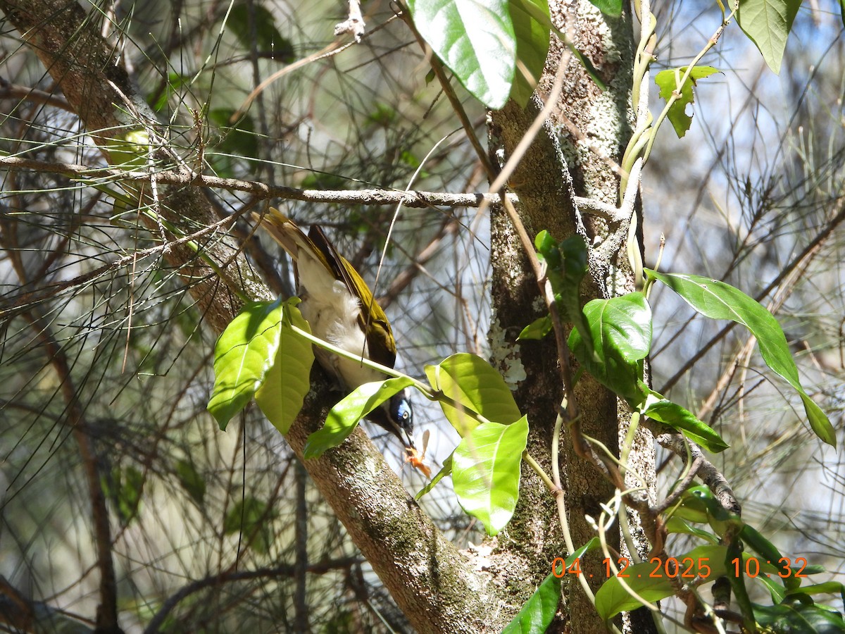 Blue-faced Honeyeater - ML646385469