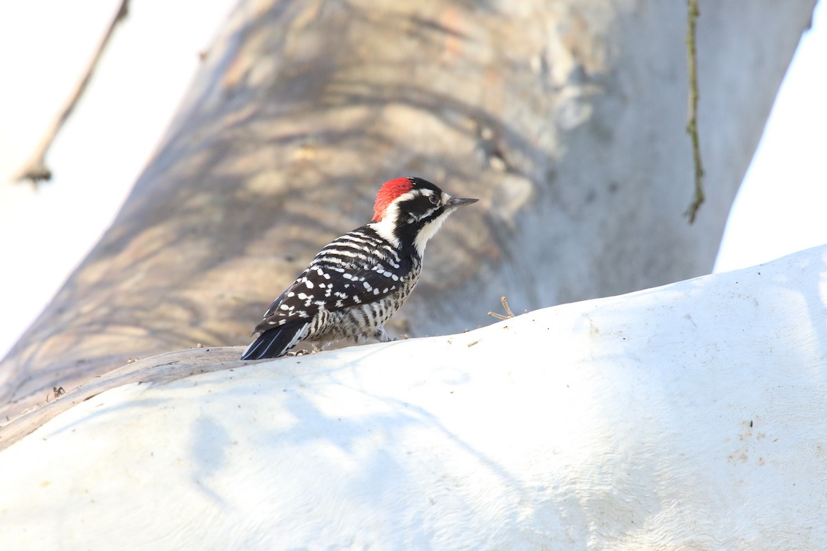 strakapoud kalifornský - ML646385470