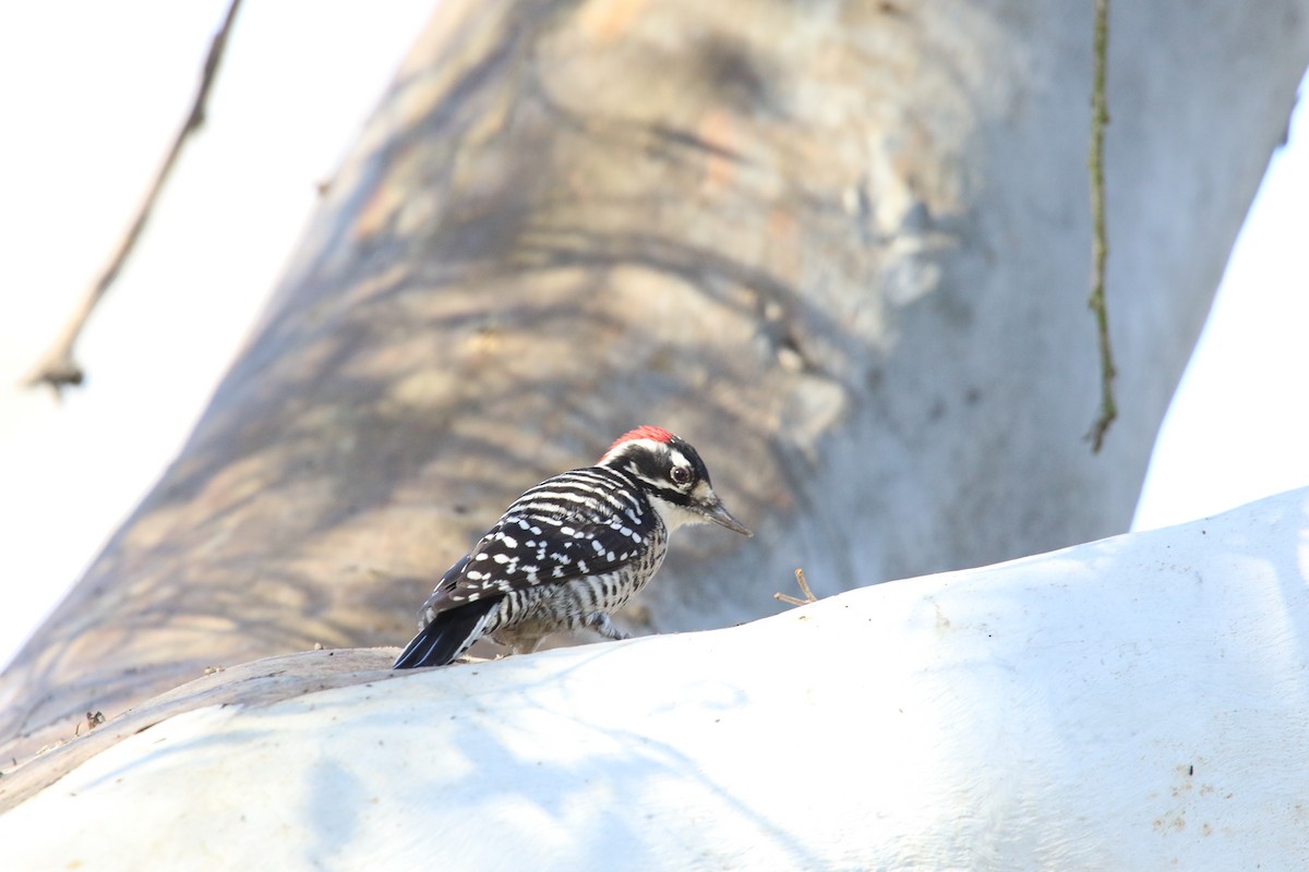 strakapoud kalifornský - ML646385471