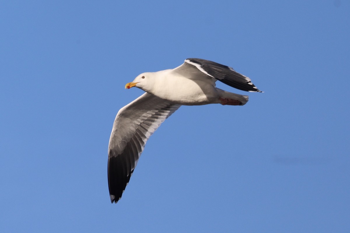 Western Gull - ML646385473