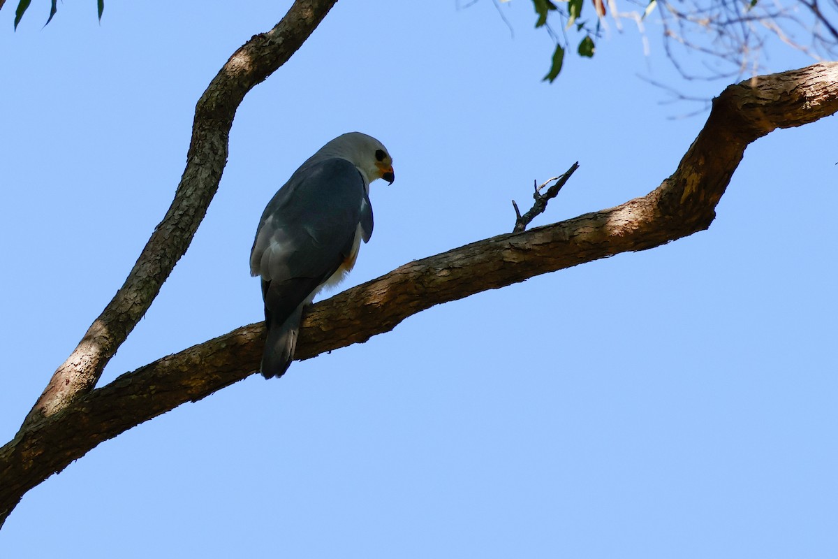 askehauk - ML646385474