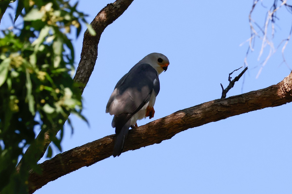 askehauk - ML646385475