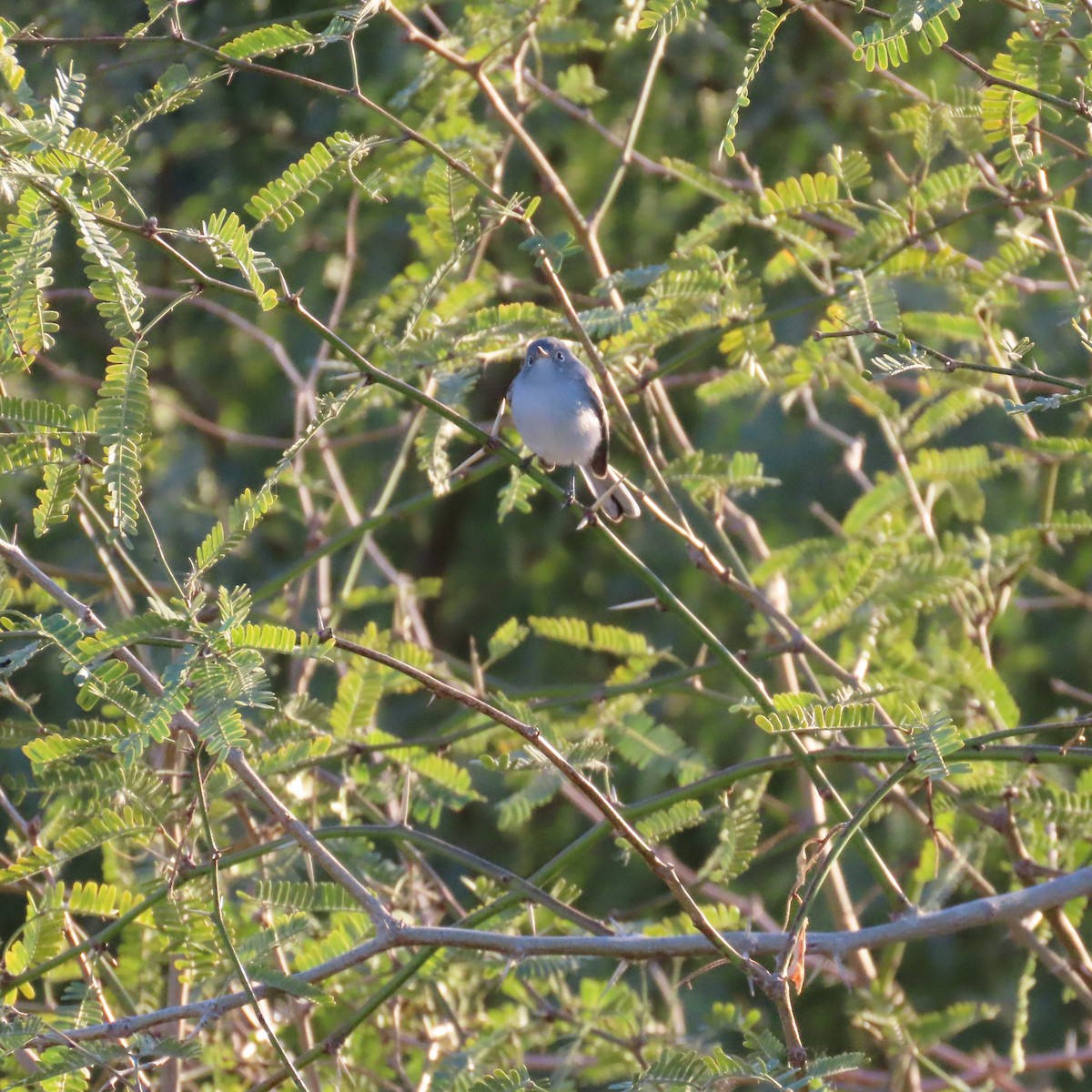 Perlita Grisilla - ML646385476