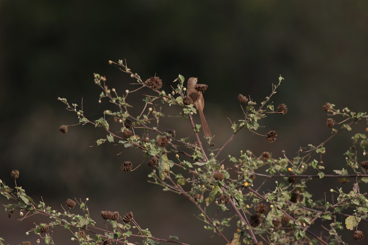 Plain Prinia - ML646385478