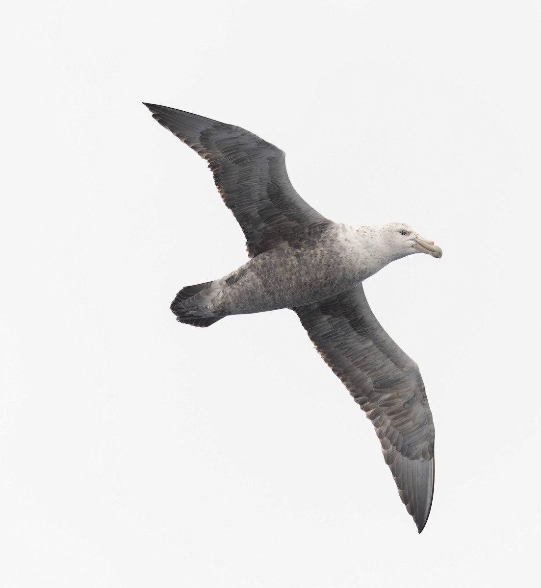 Southern Giant-Petrel - ML646385485