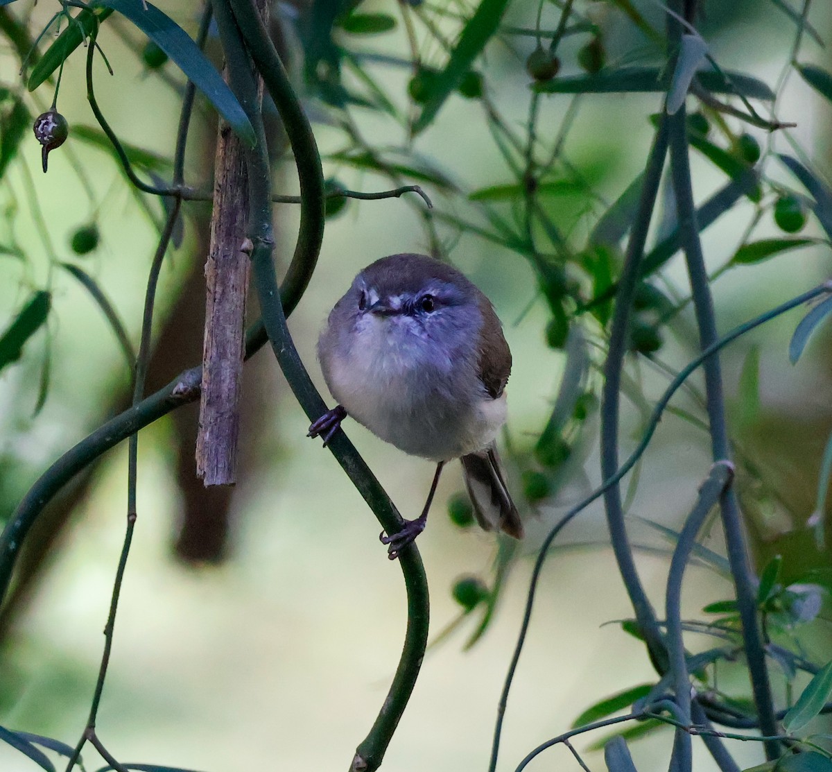 brungerygone - ML646385486