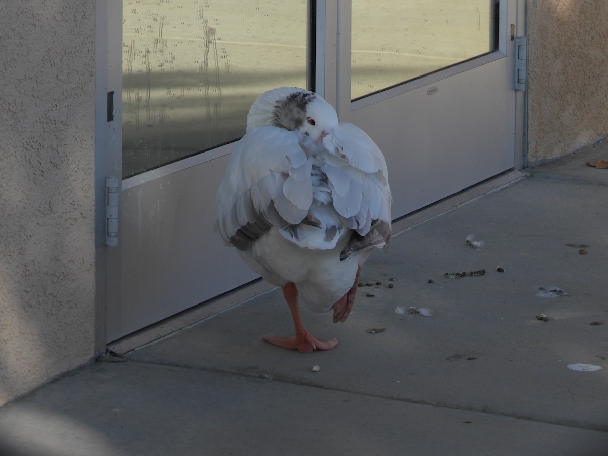 雁類 - ML646385490