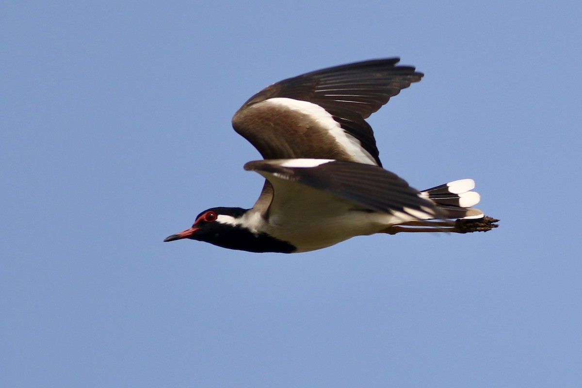 Red-wattled Lapwing - ML646385493