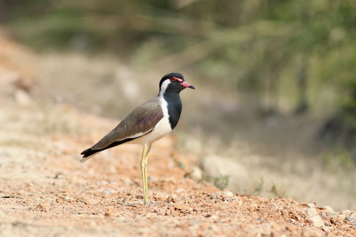 Red-wattled Lapwing - ML646385494