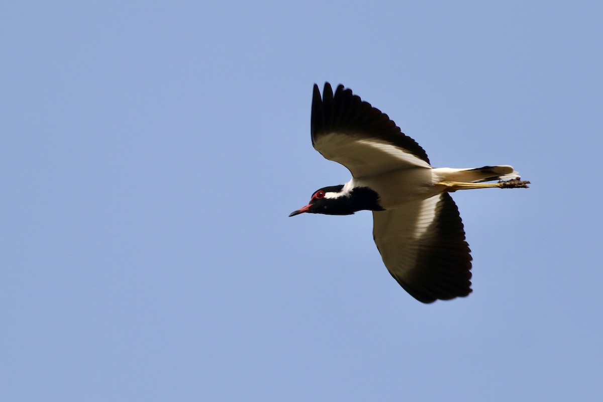 Red-wattled Lapwing - ML646385495