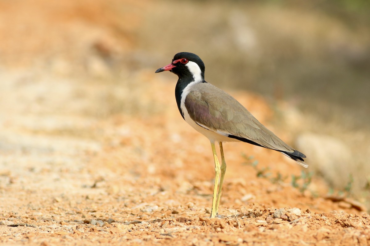 Red-wattled Lapwing - ML646385496