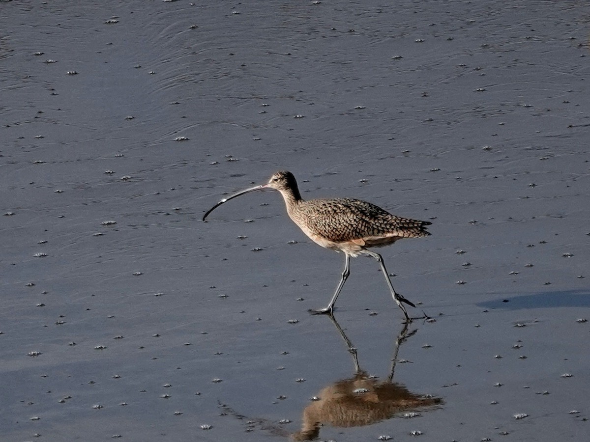 Long-billed Curlew - ML646385497