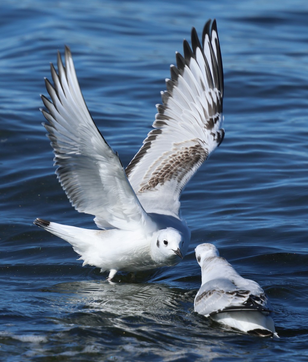 Bonaparte's Gull - ML646385498