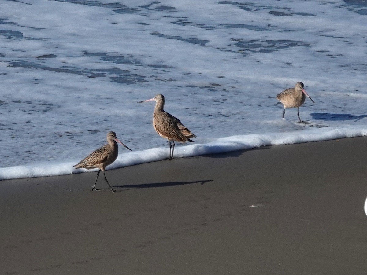Marbled Godwit - ML646385502