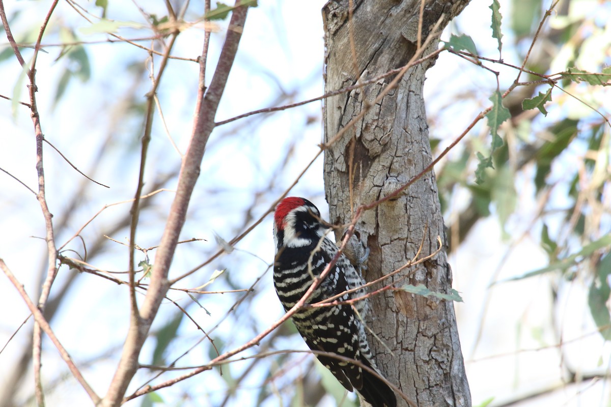 strakapoud kalifornský - ML646385503