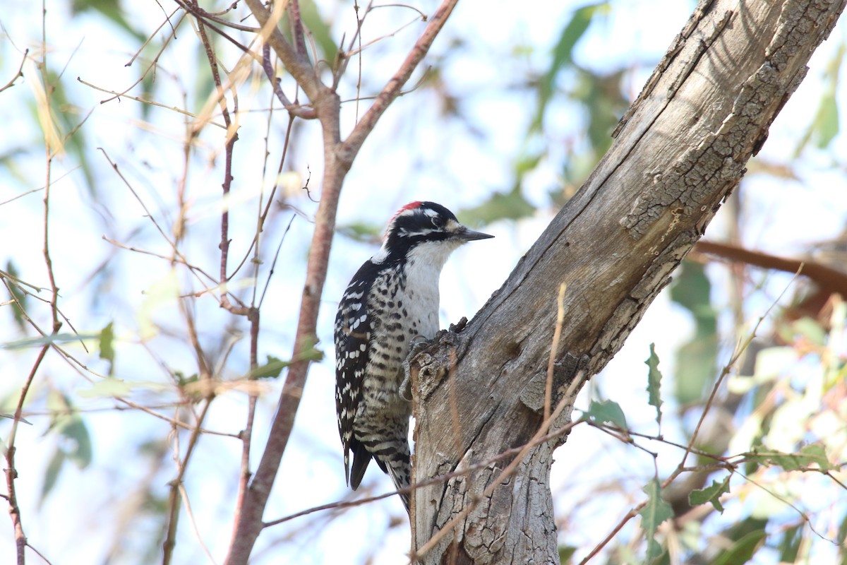 strakapoud kalifornský - ML646385504