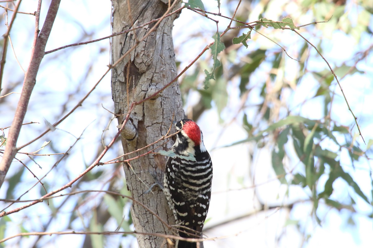 strakapoud kalifornský - ML646385505