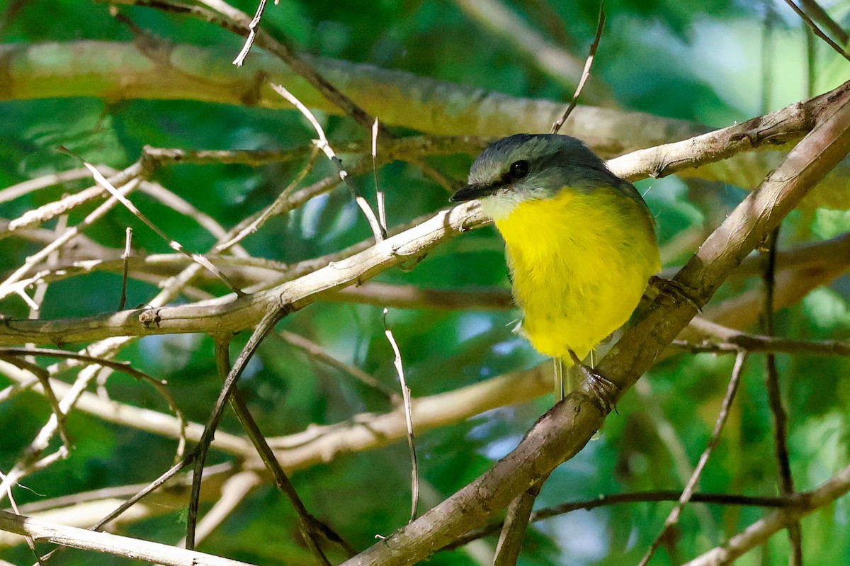 gulbrystflueskvett - ML646385507