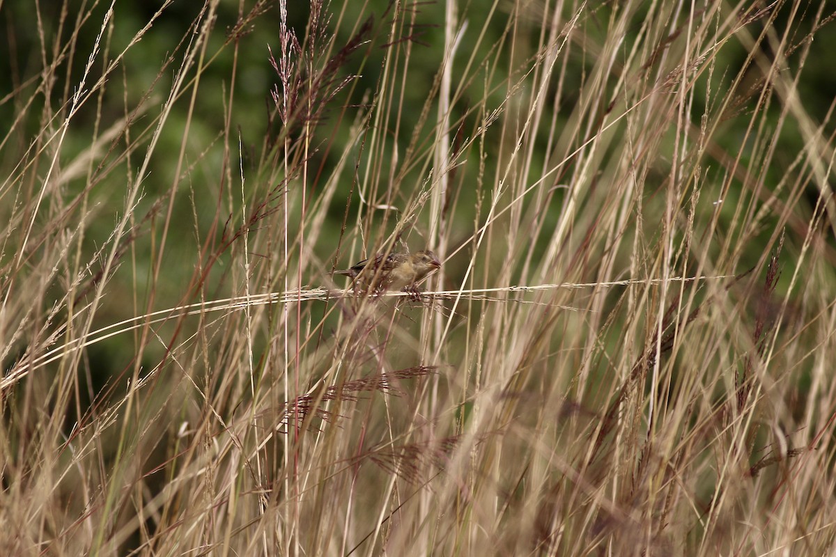 Baya Weaver - ML646385508