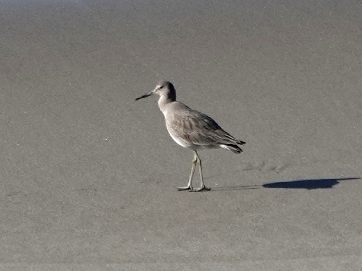 Piro piro semipalmato - ML646385509