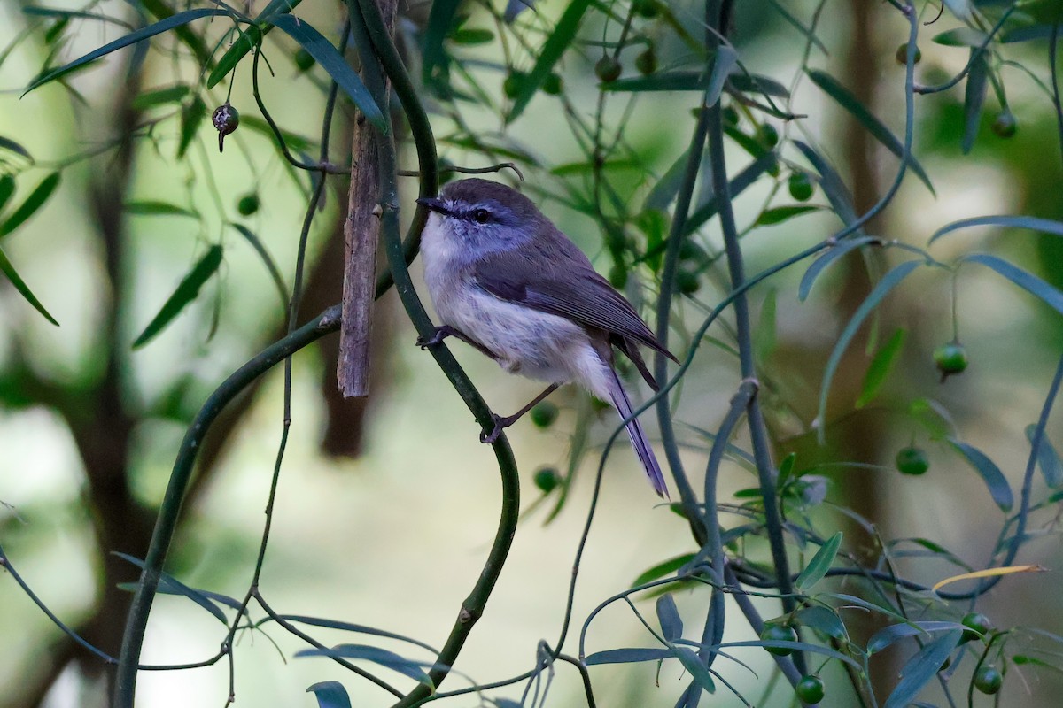 brungerygone - ML646385510