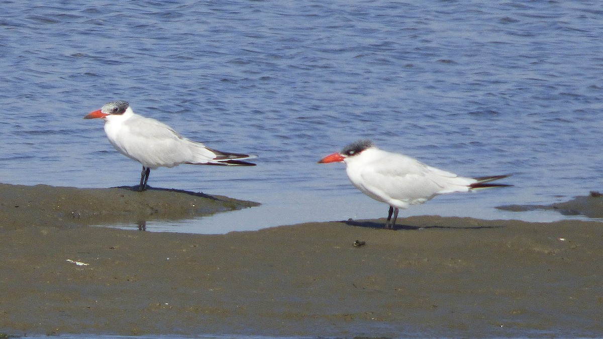 Caspian Tern - ML646385511