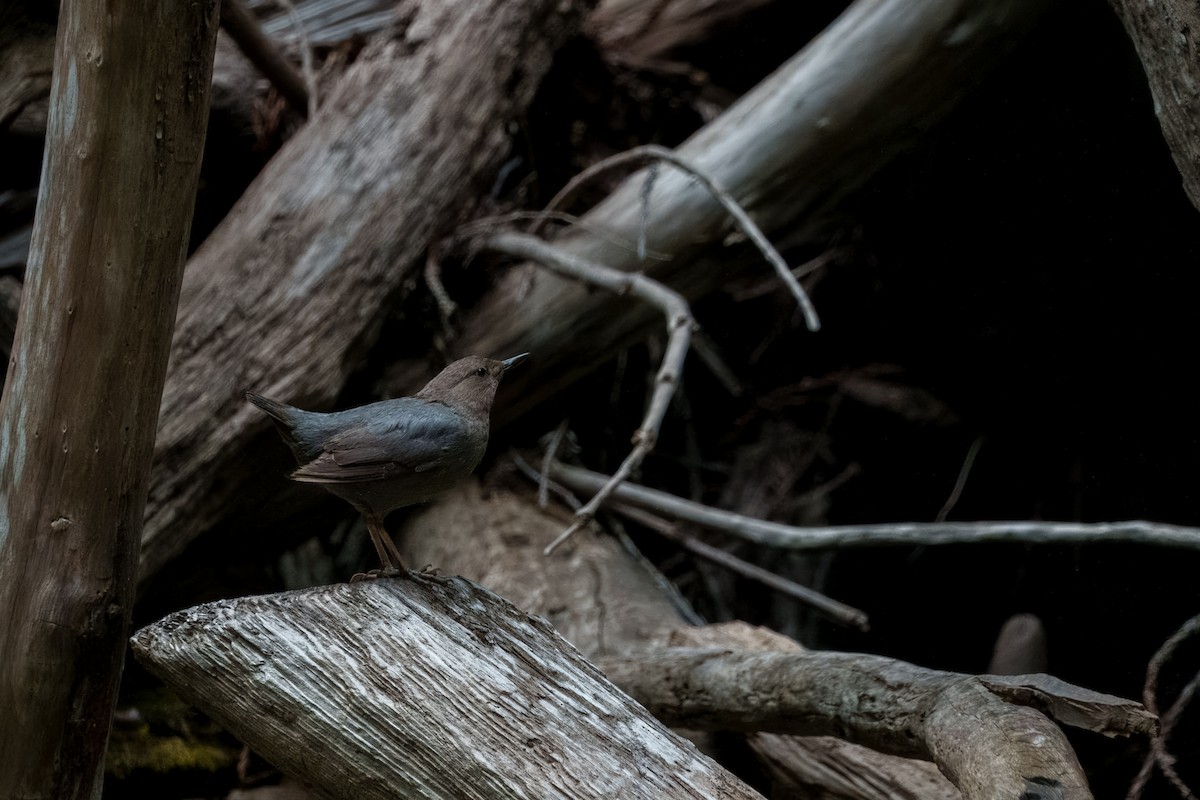 Серая оляпка - ML646385513