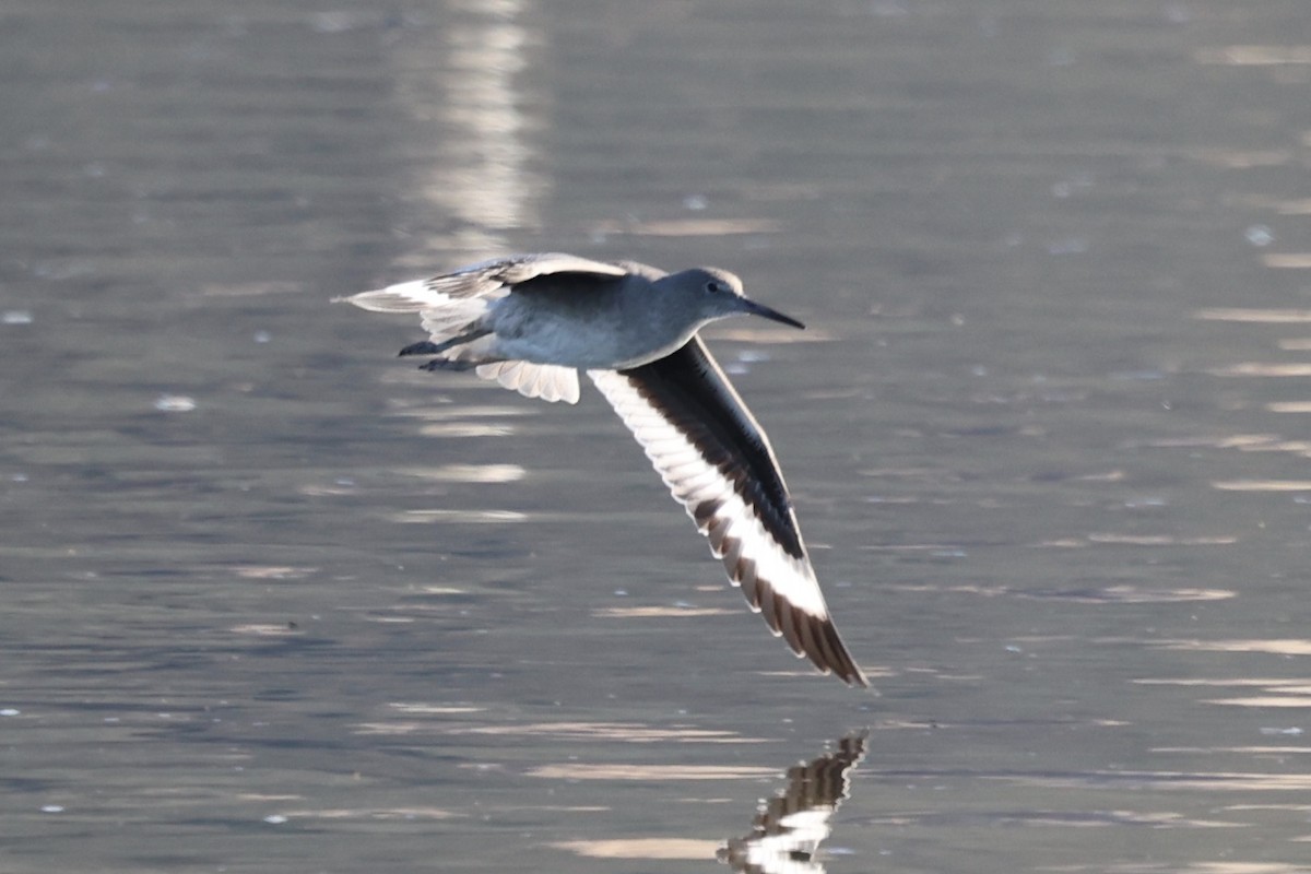 Willet - ML646385515