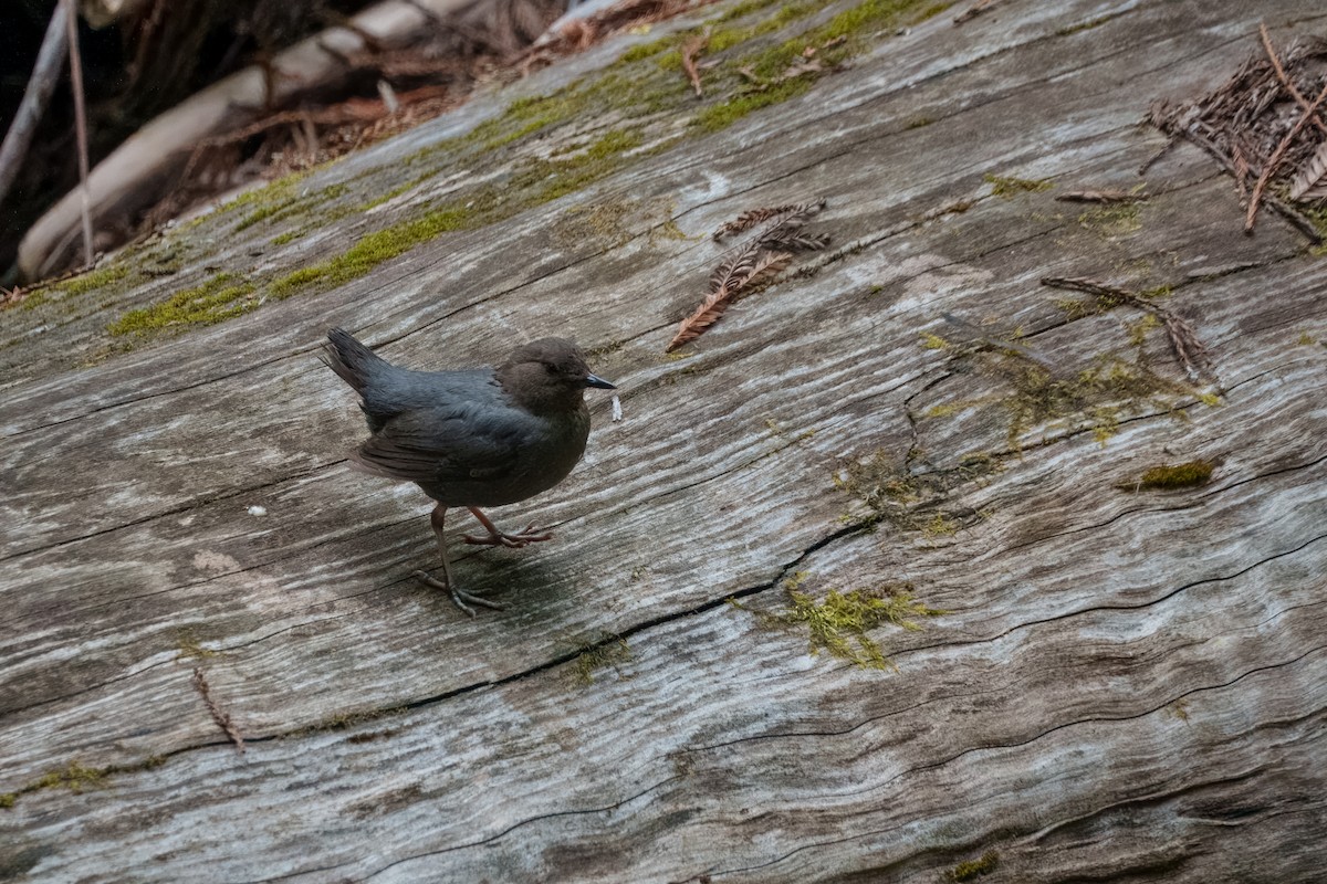 Серая оляпка - ML646385516