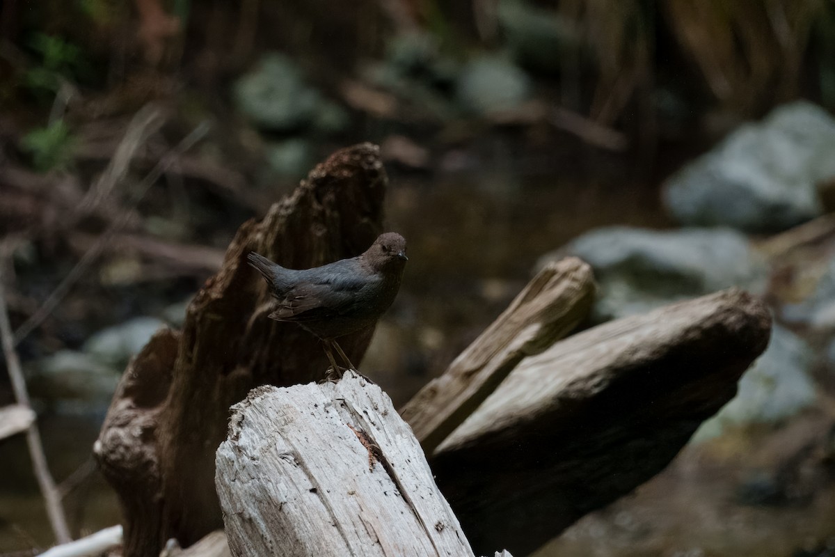 Серая оляпка - ML646385517