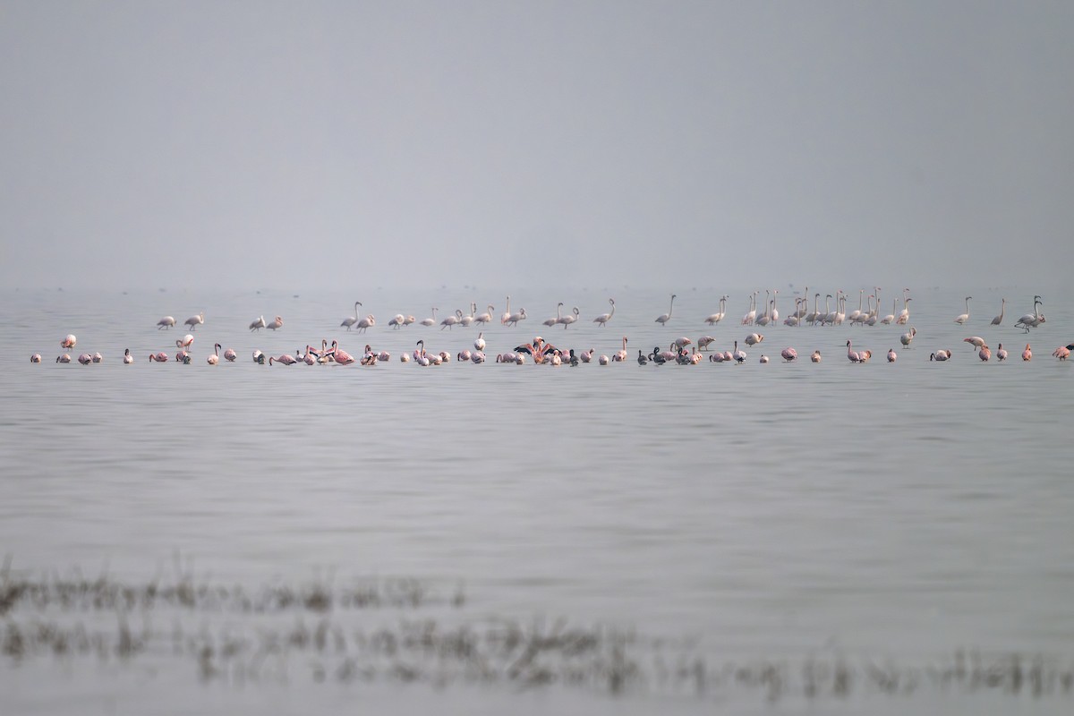 Малый фламинго - ML646385521