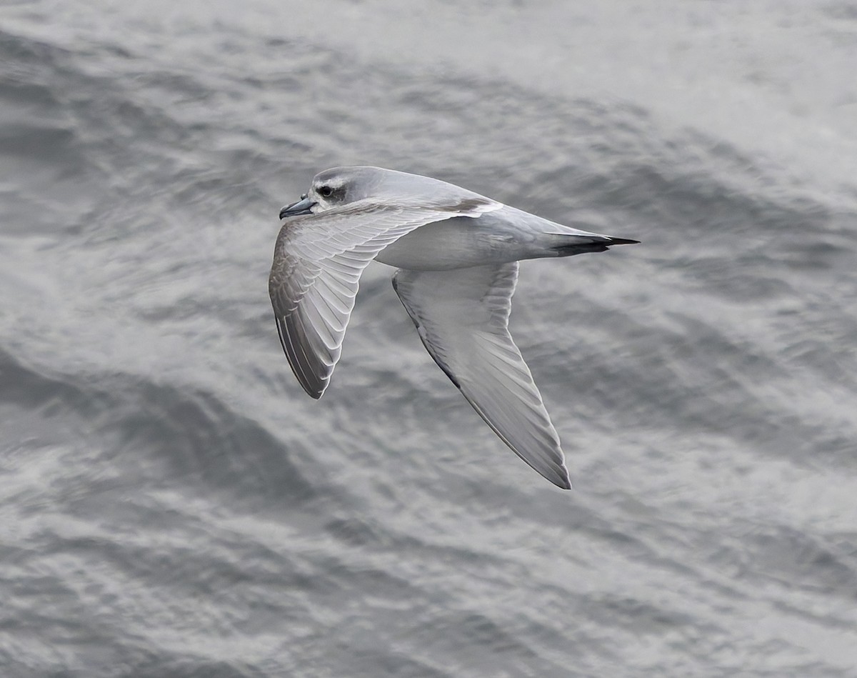 Prion de la Désolation - ML646385522