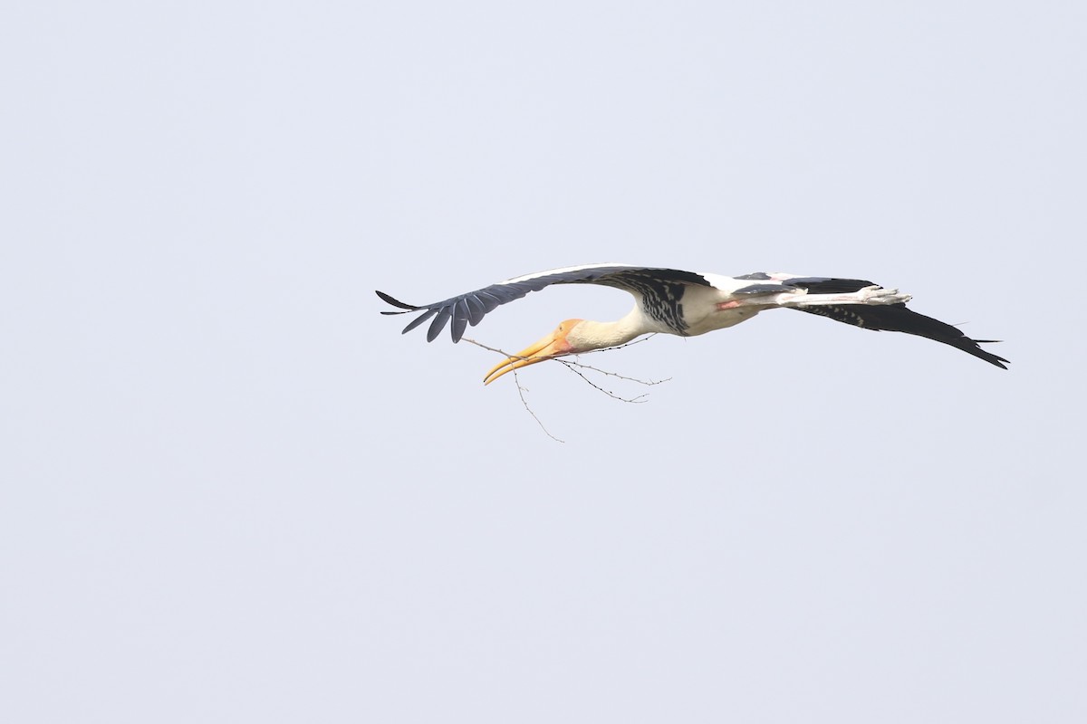 Painted Stork - ML646385523