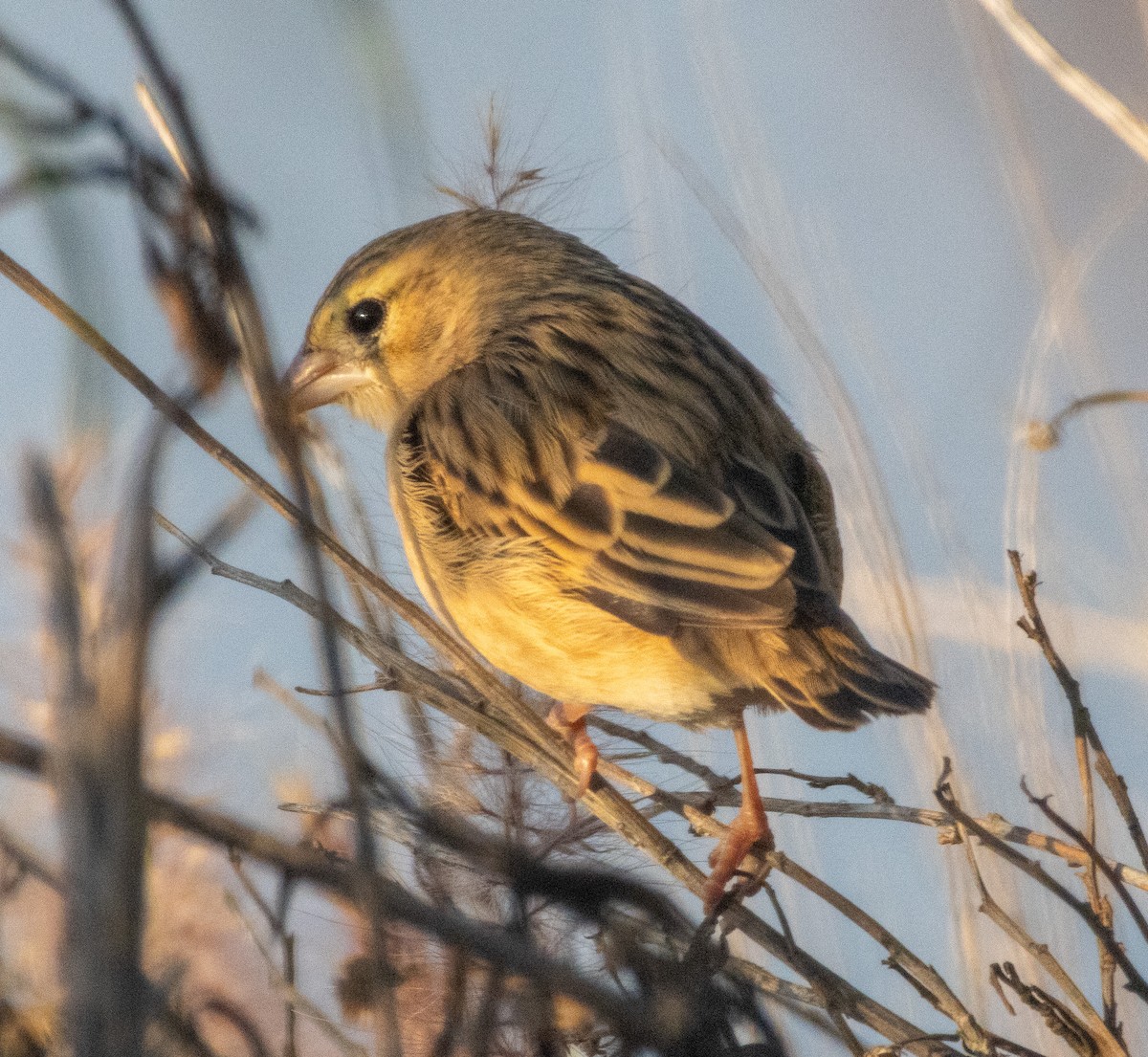 Northern Red Bishop - ML646385525