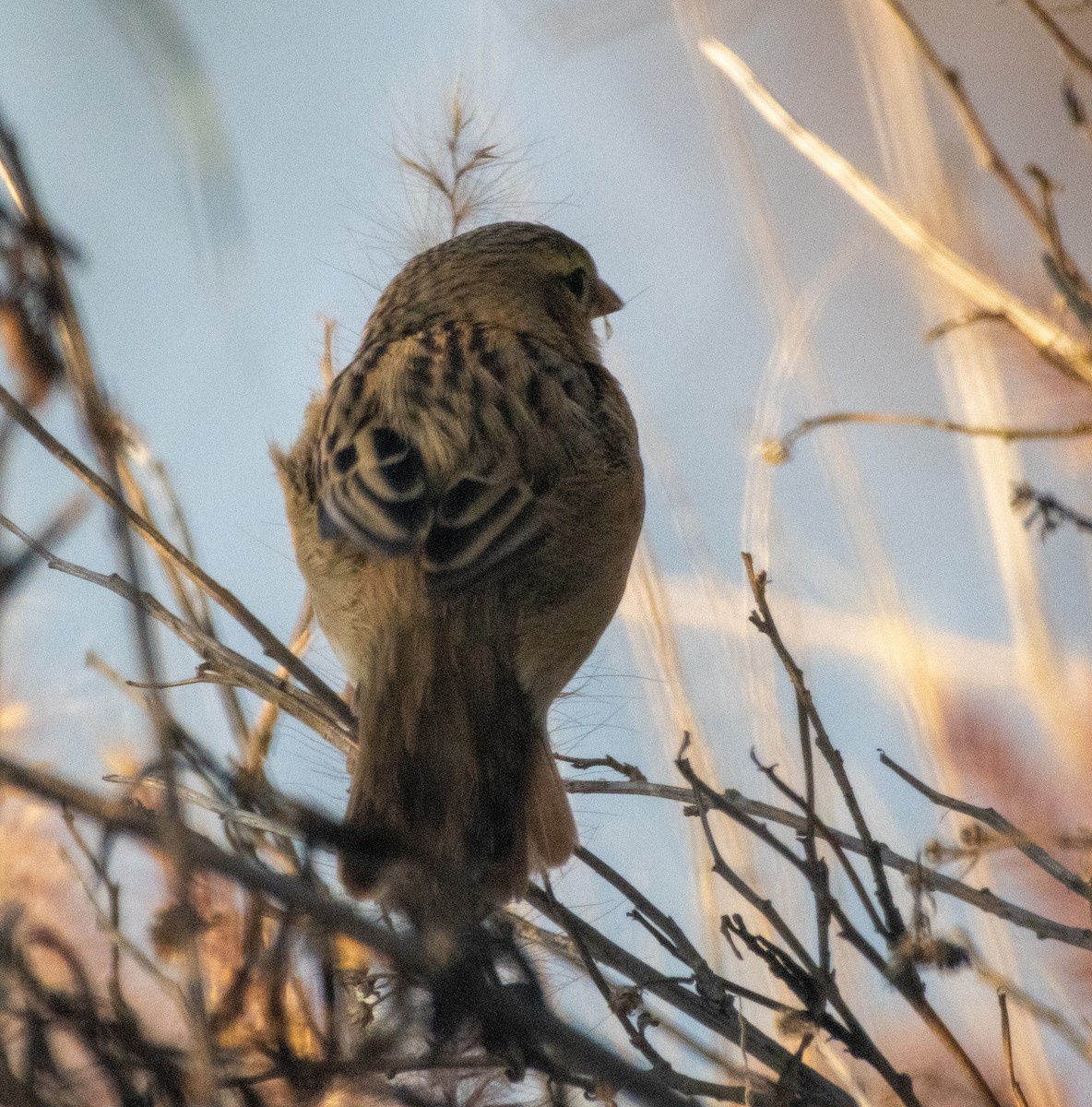 Northern Red Bishop - ML646385526