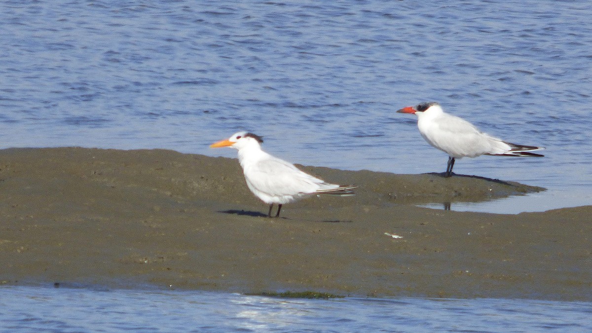 Royal Tern - ML646385530