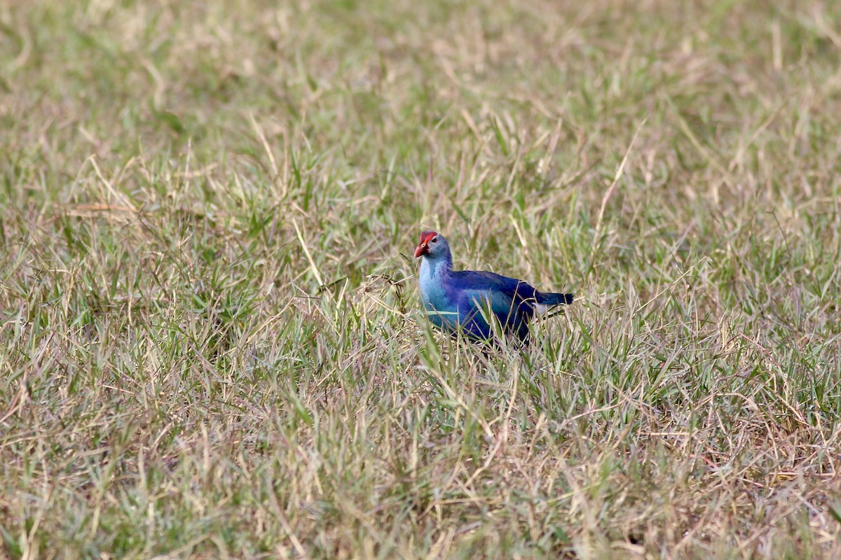 Gray-headed Swamphen - ML646385533