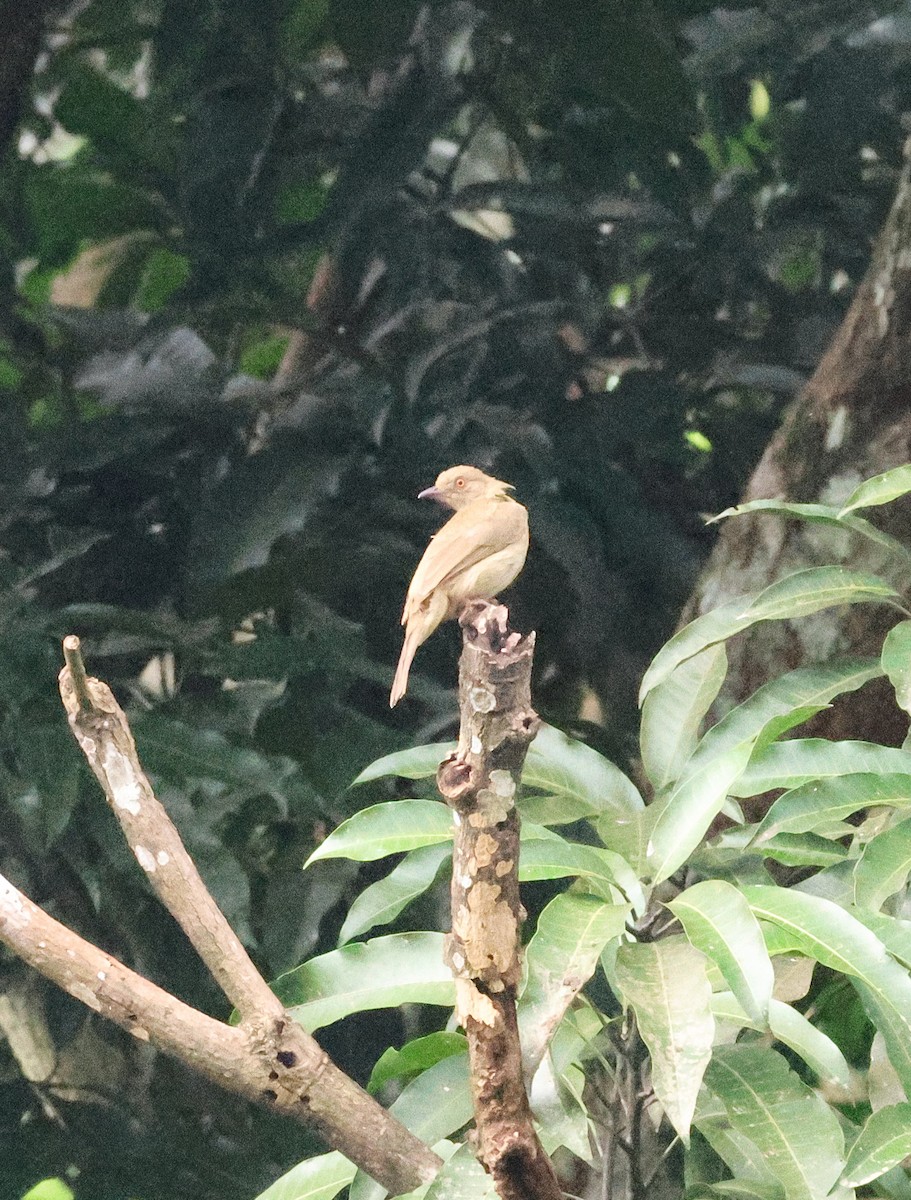 Red-eyed Bulbul - ML646385535