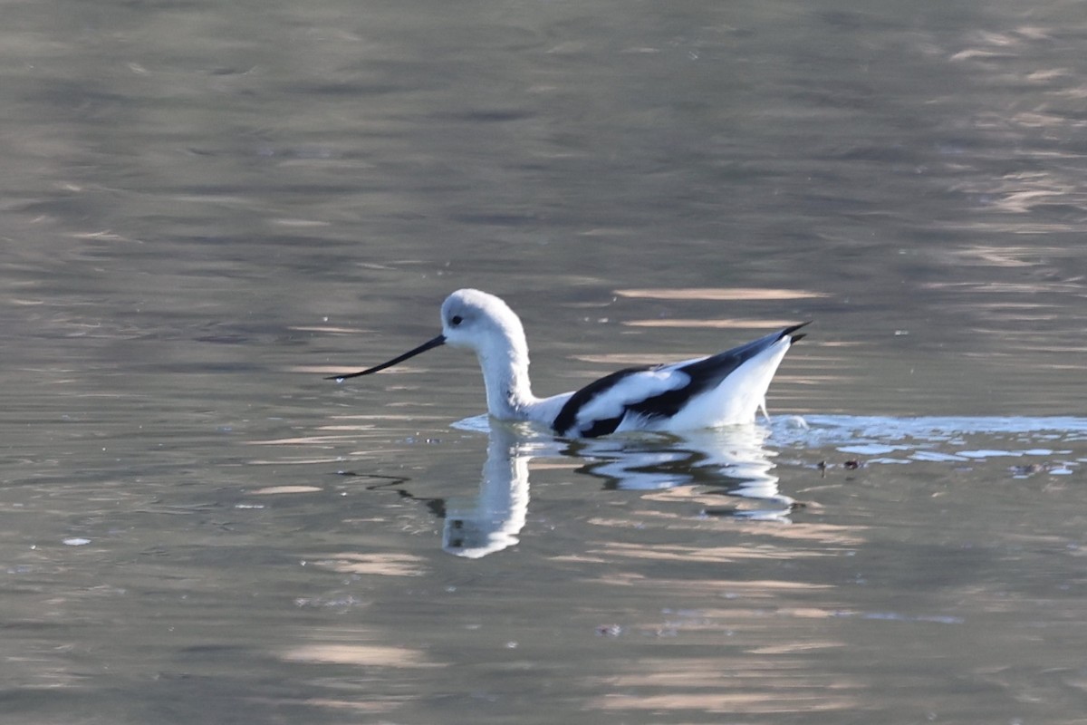 American Avocet - ML646385537