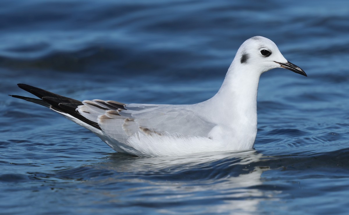 Bonaparte's Gull - ML646385539