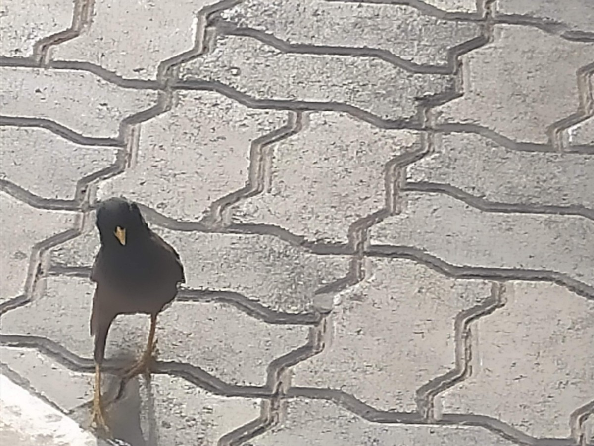 Common Myna - ML646385541