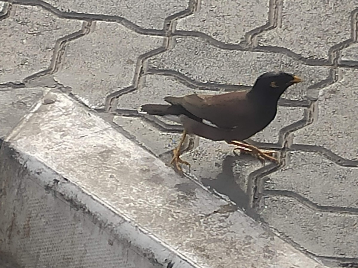 Common Myna - ML646385542
