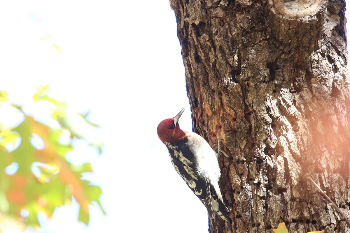 datel červenoprsý - ML646385544