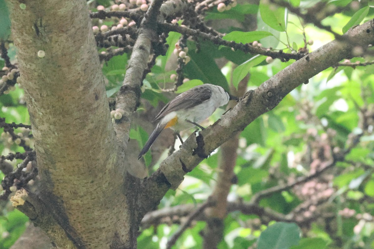 Sooty-headed Bulbul - ML646385545