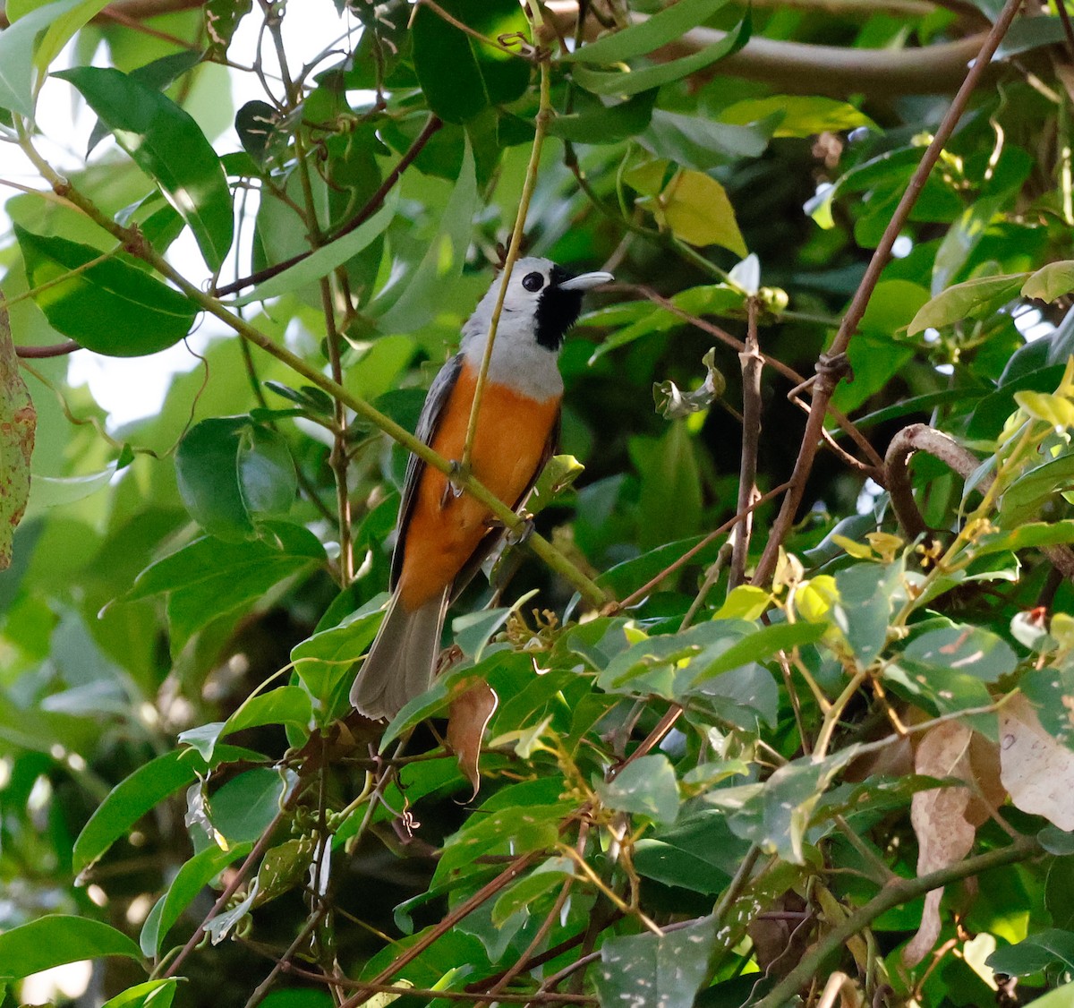 svartmaskemonark - ML646385546